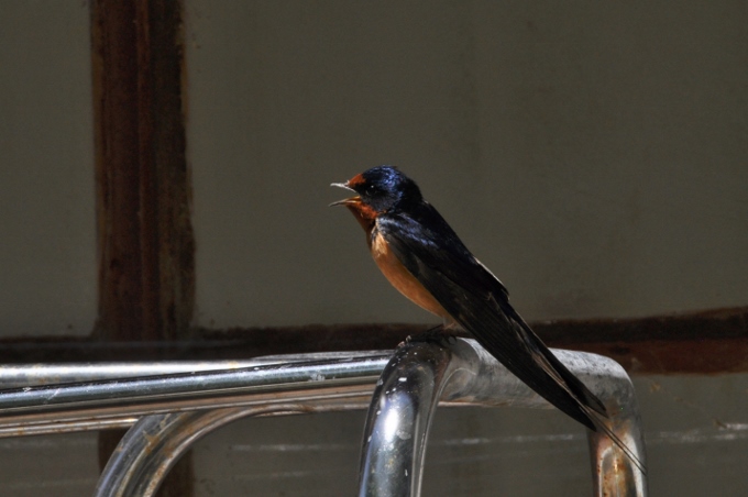 barn swallow